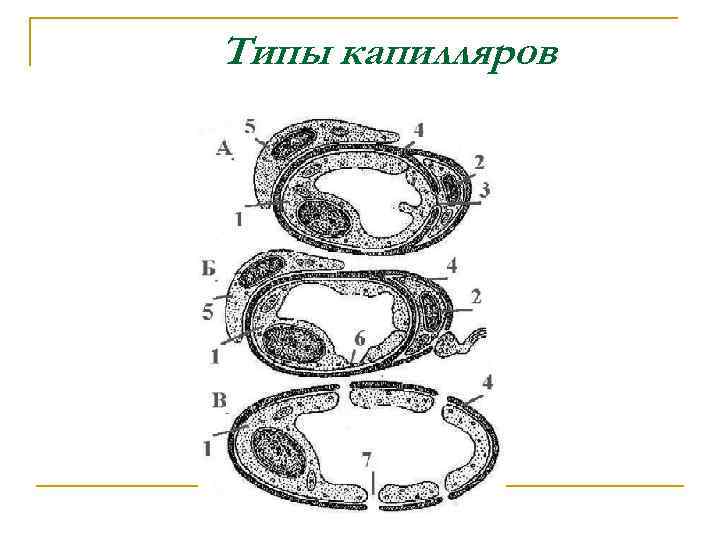 Типы капилляров 