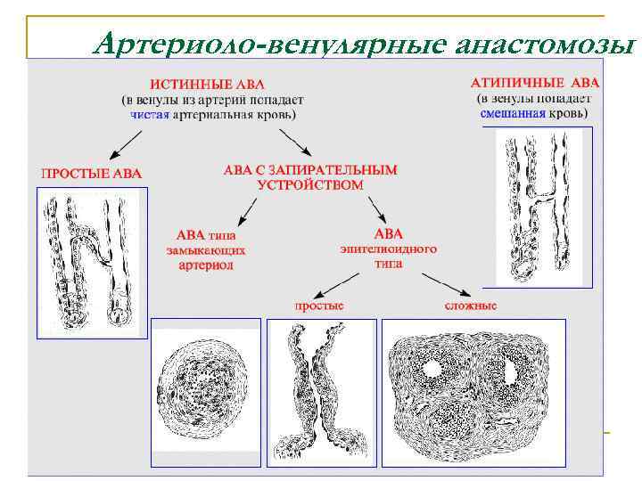 Артериоло-венулярные анастомозы 