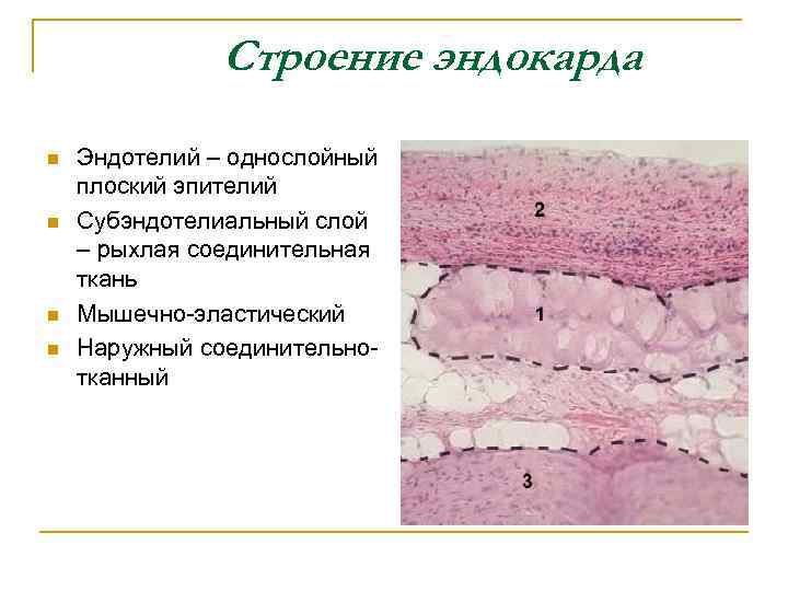 Строение эндокарда n n Эндотелий – однослойный плоский эпителий Субэндотелиальный слой – рыхлая соединительная