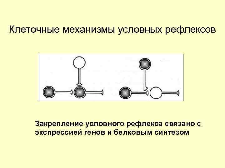 Клеточные механизмы условных рефлексов Закрепление условного рефлекса связано с экспрессией генов и белковым синтезом