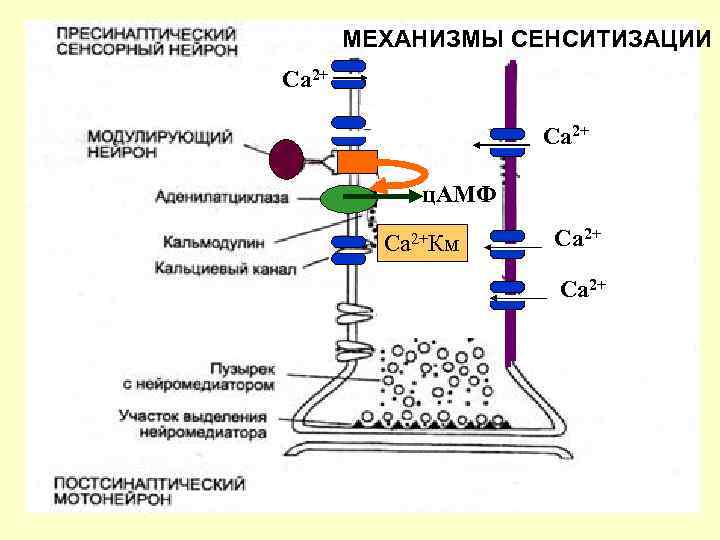 МЕХАНИЗМЫ СЕНСИТИЗАЦИИ Са 2+ ц. АМФ Са 2+Км Са 2+ 