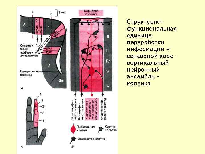 Структурнофункциональная единица переработки информации в сенсорной коре вертикальный нейронный ансамбль колонка 