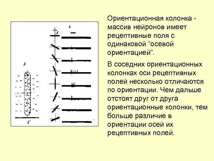 Ориентационная колонка массив нейронов имеет рецептивные поля с одинаковой “осевой ориентацией”. В соседних ориентационных