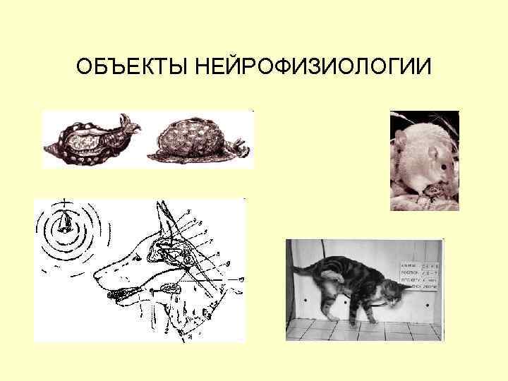 ОБЪЕКТЫ НЕЙРОФИЗИОЛОГИИ 