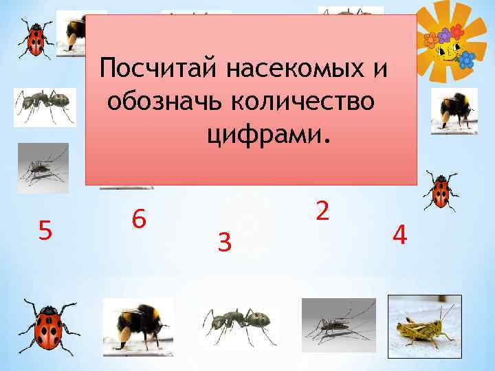 Посчитай насекомых и обозначь количество цифрами. 5 6 3 2 4 
