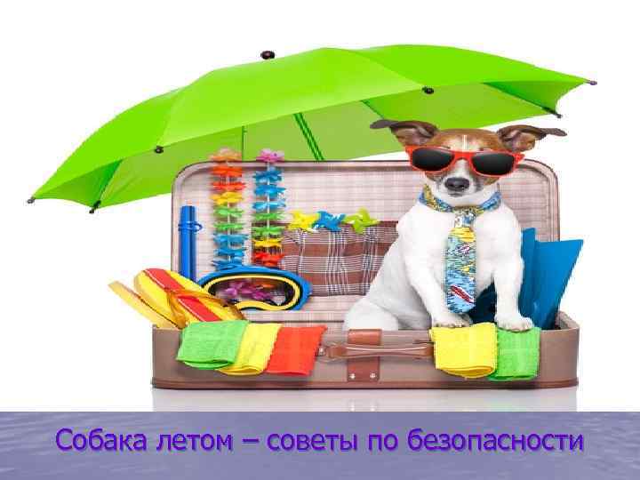 Собака летом – советы по безопасности 