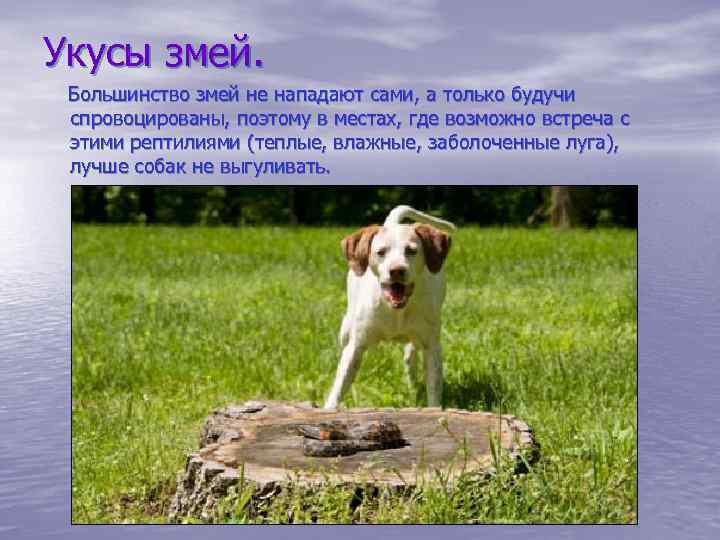 Укусы змей. Большинство змей не нападают сами, а только будучи спровоцированы, поэтому в местах,