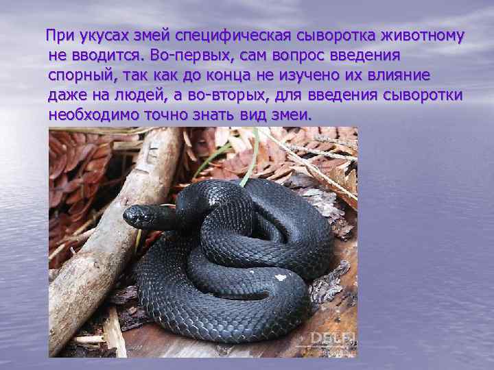  При укусах змей специфическая сыворотка животному не вводится. Во-первых, сам вопрос введения спорный,