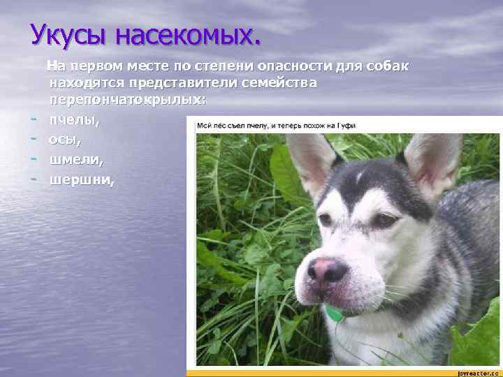 Укусы насекомых. На первом месте по степени опасности для собак находятся представители семейства перепончатокрылых: