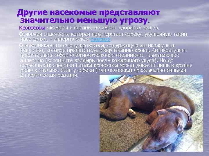  Другие насекомые представляют значительно меньшую угрозу. Кровососы - комары и слепни, не имеют