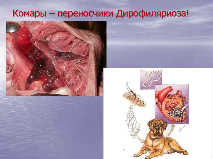Комары – переносчики Дирофиляриоза! 