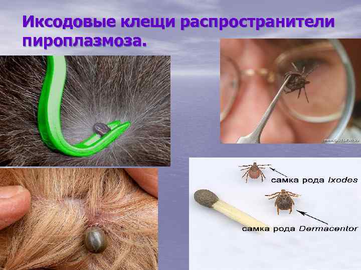 Иксодовые клещи распространители пироплазмоза. 