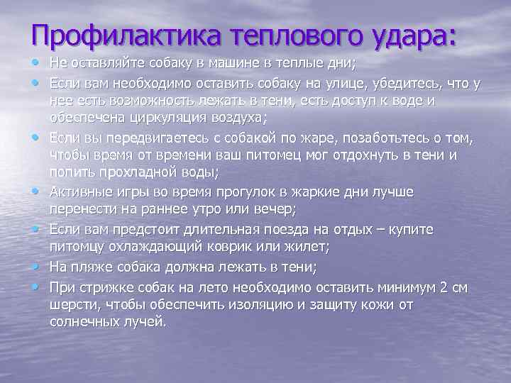Профилактика теплового удара: • Не оставляйте собаку в машине в теплые дни; • Если