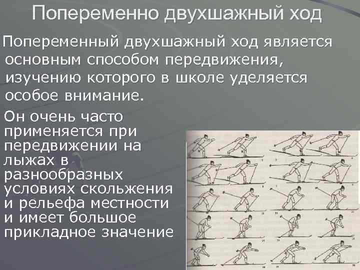 Попеременно двухшажный ход Попеременный двухшажный ход является основным способом передвижения, изучению которого в школе