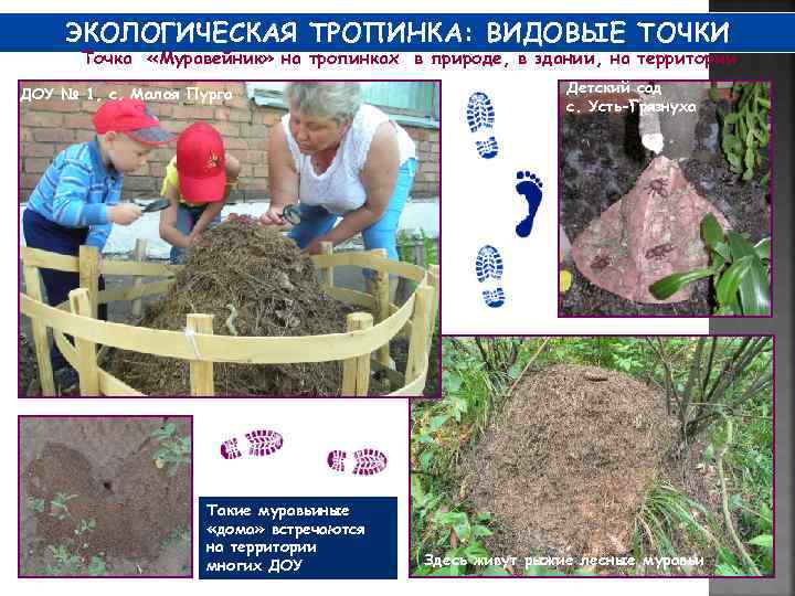 ЭКОЛОГИЧЕСКАЯ ТРОПИНКА: ВИДОВЫЕ ТОЧКИ Точка «Муравейник» на тропинках в природе, в здании, на территории