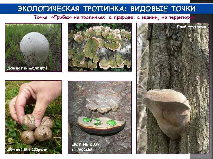 ЭКОЛОГИЧЕСКАЯ ТРОПИНКА: ВИДОВЫЕ ТОЧКИ Точка «Грибы» на тропинках в природе, в здании, на территории