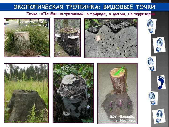 ЭКОЛОГИЧЕСКАЯ ТРОПИНКА: ВИДОВЫЕ ТОЧКИ Точка «Пенёк» на тропинках в природе, в здании, на территории