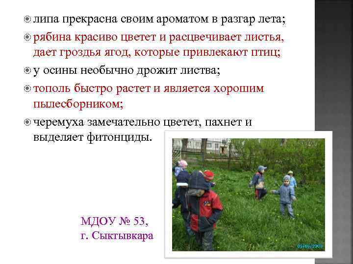  липа прекрасна своим ароматом в разгар лета; рябина красиво цветет и расцвечивает листья,