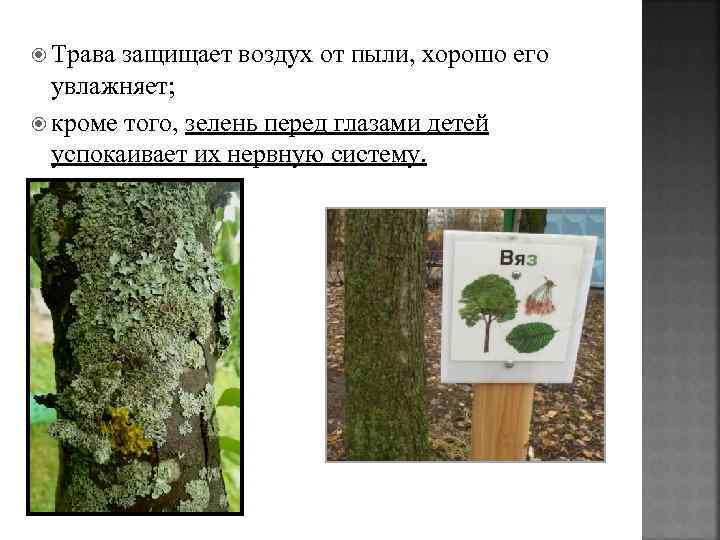  Трава защищает воздух от пыли, хорошо его увлажняет; кроме того, зелень перед глазами