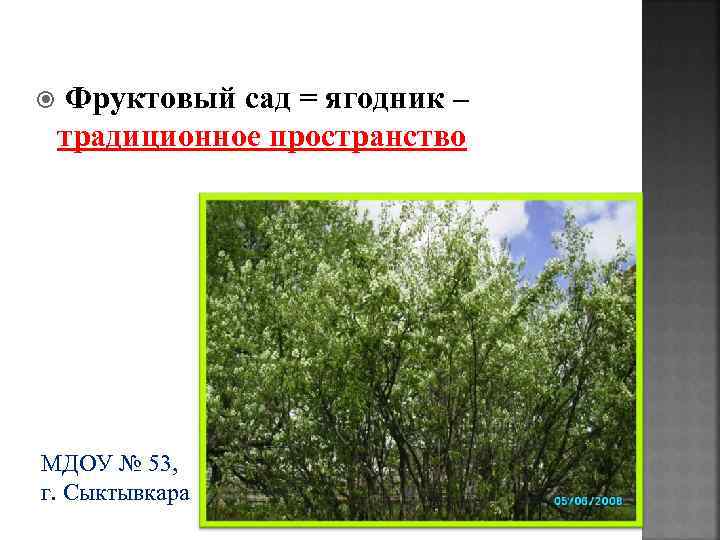  Фруктовый сад = ягодник – традиционное пространство МДОУ № 53, г. Сыктывкара 