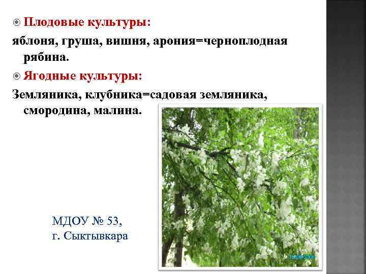  Плодовые культуры: яблоня, груша, вишня, арония=черноплодная рябина. Ягодные культуры: Земляника, клубника=садовая земляника, смородина,