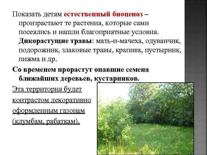 Показать детям естественный биоценоз – произрастают те растения, которые сами посеялись и нашли благоприятные