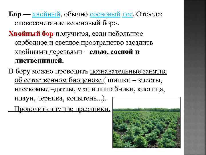 Бор — хвойный, обычно сосновый лес. Отсюда: словосочетание «сосновый бор» . Хвойный бор получится,