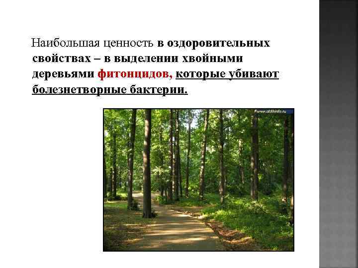  Наибольшая ценность в оздоровительных свойствах – в выделении хвойными деревьями фитонцидов, которые убивают