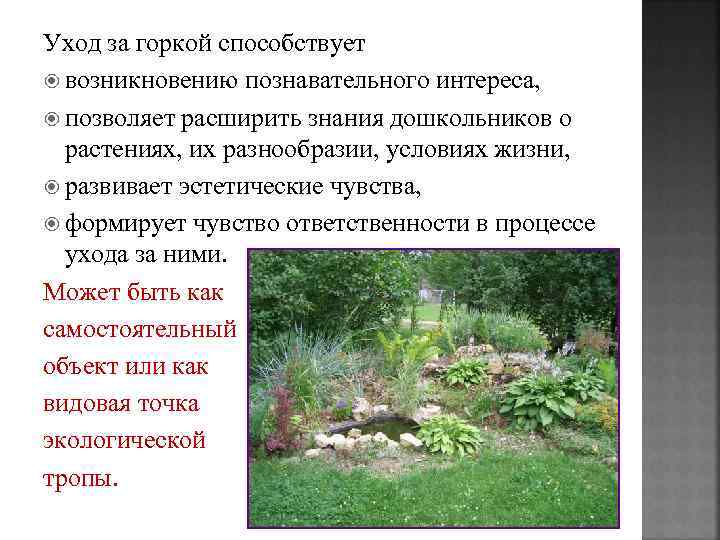 Уход за горкой способствует возникновению познавательного интереса, позволяет расширить знания дошкольников о растениях, их