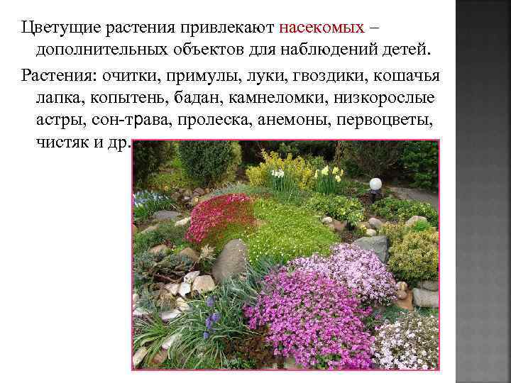 Цветущие растения привлекают насекомых – дополнительных объектов для наблюдений детей. Растения: очитки, примулы, луки,