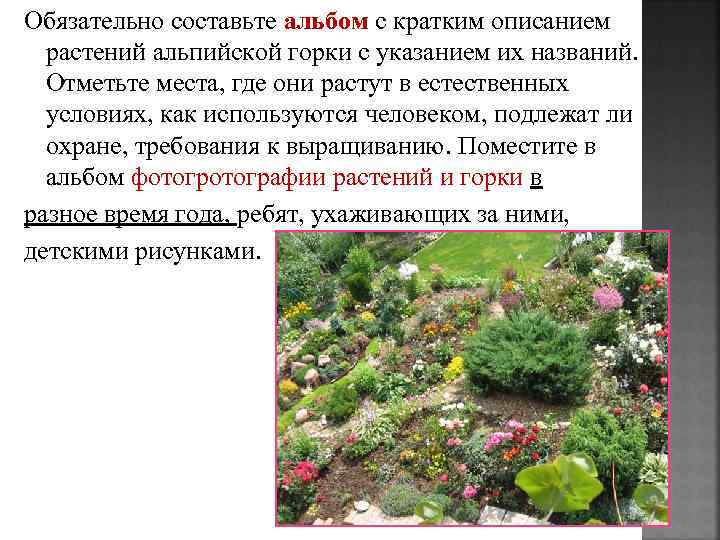 Обязательно составьте альбом с кратким описанием растений альпийской горки с указанием их названий. Отметьте