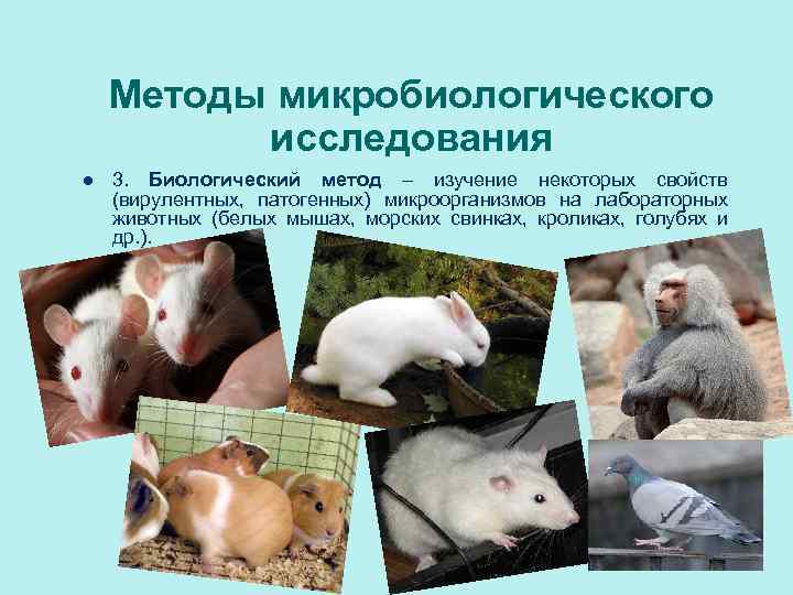 Методы микробиологического исследования l 3. Биологический метод – изучение некоторых свойств (вирулентных, патогенных) микроорганизмов