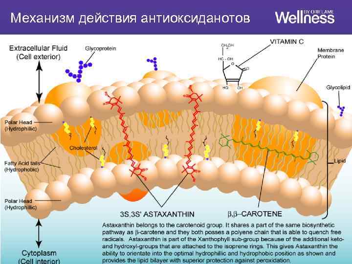 Механизм действия антиоксиданотов 