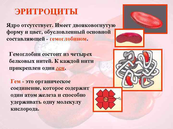 ЭРИТРОЦИТЫ Ядро отсутствует. Имеет двояковогнутую форму и цвет, обусловленный основной составляющей - гемоглобином. Гемоглобин