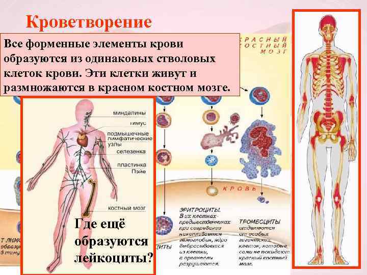 Кроветворение Все форменные элементы крови образуются из одинаковых стволовых клеток крови. Эти клетки живут