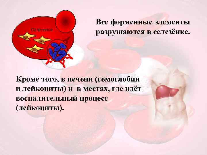 Все форменные элементы разрушаются в селезёнке. Кроме того, в печени (гемоглобин и лейкоциты) и