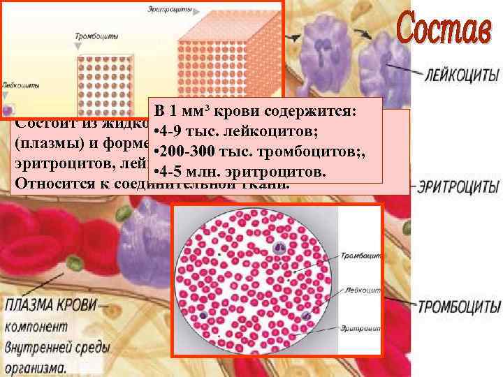 В 1 мм³ крови содержится: Состоит из жидкого межклеточного вещества • 4 -9 тыс.