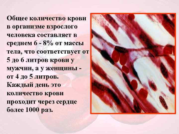Общее количество крови в организме взрослого человека составляет в среднем 6 - 8% от
