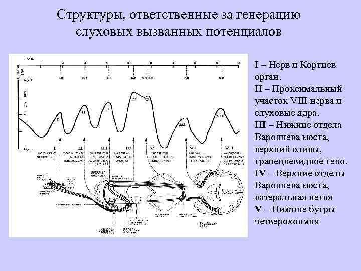 Структуры, ответственные за генерацию слуховых вызванных потенциалов I – Нерв и Кортиев орган. II