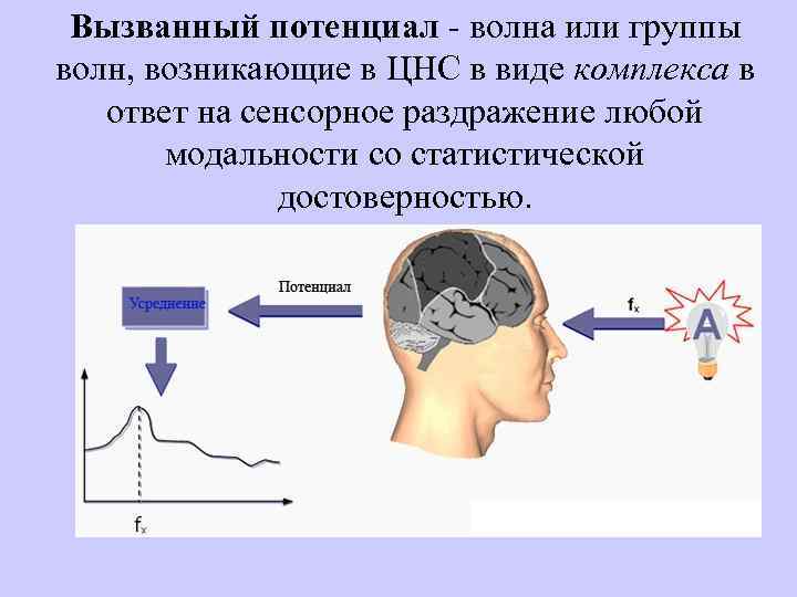 Вызванный потенциал - волна или группы волн, возникающие в ЦНС в виде комплекса в