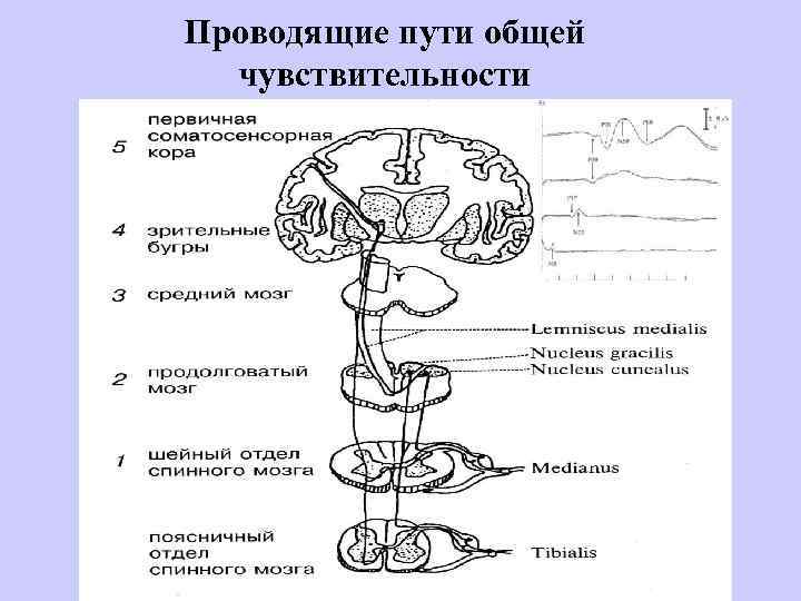 Проводящие пути общей чувствительности 