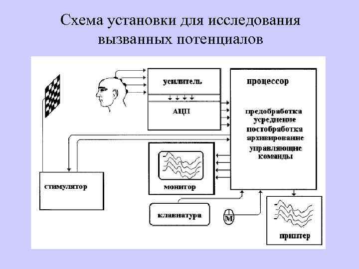 Схема установки для исследования вызванных потенциалов 