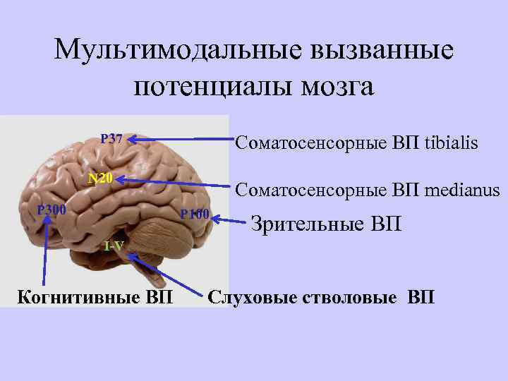 Мультимодальные вызванные потенциалы мозга P 37 Соматосенсорные ВП tibialis N 20 P 300 Соматосенсорные