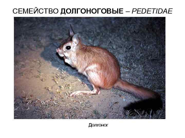 СЕМЕЙСТВО ДОЛГОНОГОВЫЕ – PEDETIDAE Долгоног 