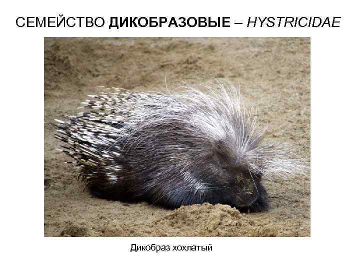 СЕМЕЙСТВО ДИКОБРАЗОВЫЕ – HYSTRICIDAE Дикобраз хохлатый 