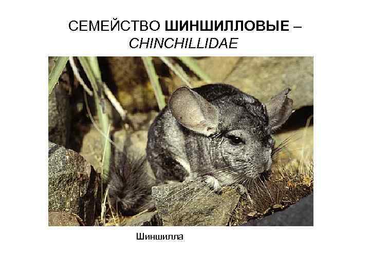 СЕМЕЙСТВО ШИНШИЛЛОВЫЕ – CHINCHILLIDAE Шиншилла 