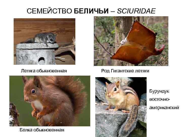 СЕМЕЙСТВО БЕЛИЧЬИ – SCIURIDAE Летяга обыкновенная Род Гигантские летяги Бурундук восточноамериканский Белка обыкновенная 