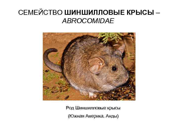 СЕМЕЙСТВО ШИНШИЛЛОВЫЕ КРЫСЫ – ABROCOMIDAE Род Шиншилловые крысы (Южная Америка, Анды) 