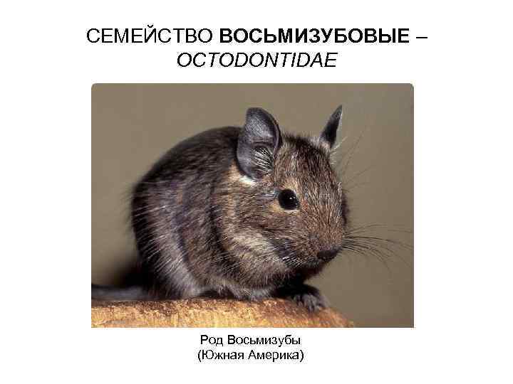 СЕМЕЙСТВО ВОСЬМИЗУБОВЫЕ – OCTODONTIDAE Род Восьмизубы (Южная Америка) 