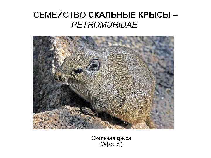 СЕМЕЙСТВО СКАЛЬНЫЕ КРЫСЫ – PETROMURIDAE Скальная крыса (Африка) 